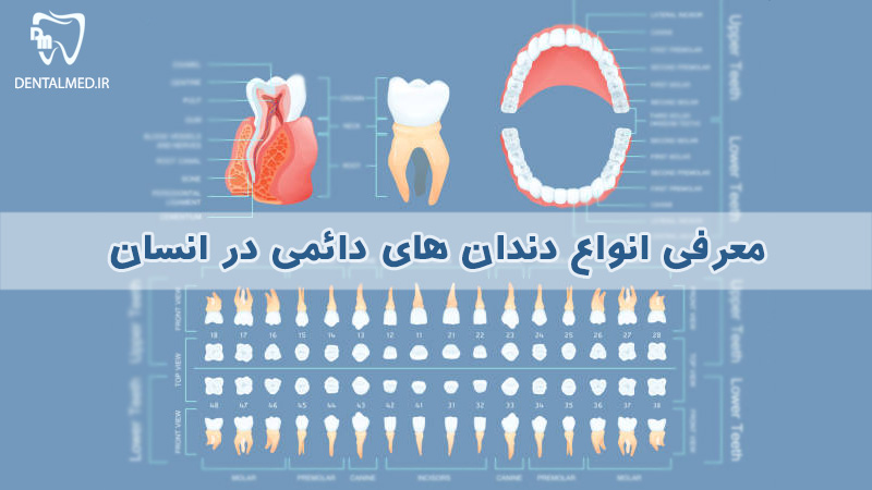 معرفی انواع دندناهای دائمی و وظیفه دندانها در انسان
