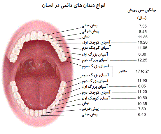 انواع دندان های دائمی در انسان