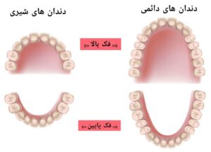 دندان های شیری Deciduous /Primary teeth . دندان های دائمی Permanent teeth