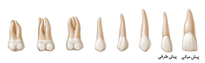 دندان های اینسایزور Incisor یا پیش (ثنایا)