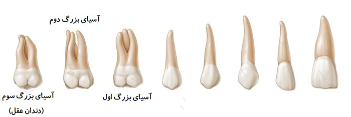 دندان مولر Molar (آسیای بزرگ)