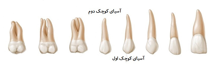 دندان پرمولر Premolar (آسیای کوچک)