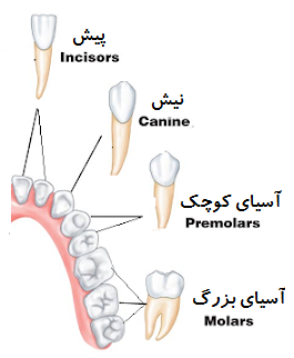 اسامی دندانها با شکل کس دندان های دائمی انسان 