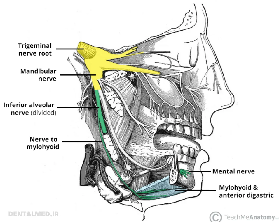تصویر آناتومی عصب آلوئولار تحتانی inferior-alveolar-nerve